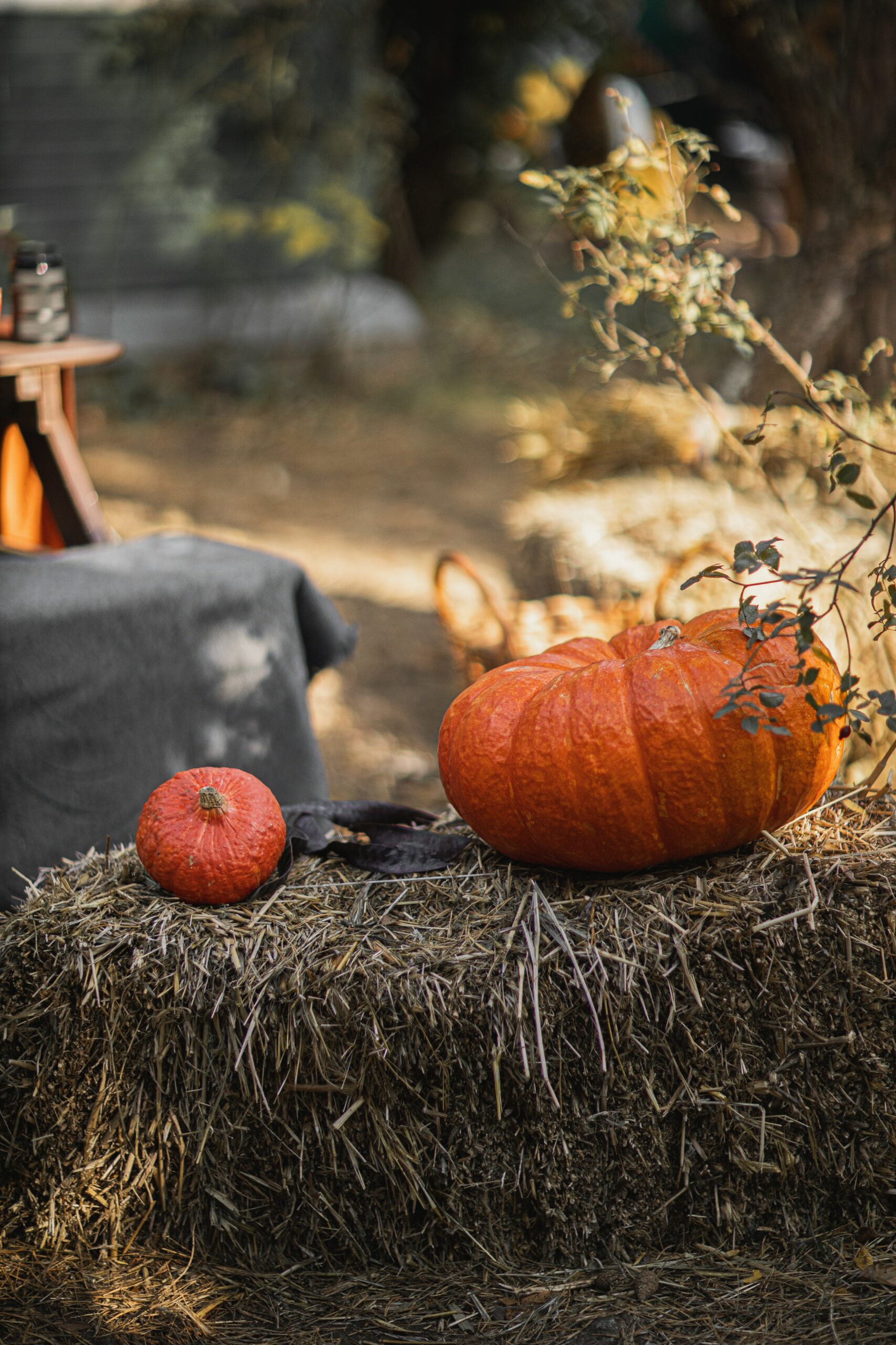 Get Your Spine in Shape: Chiropractic Care, Like Pumpkin Soup, Warms You Up for Autumn!